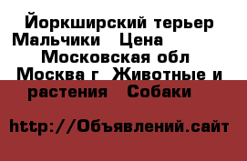 Йоркширский терьер Мальчики › Цена ­ 13 000 - Московская обл., Москва г. Животные и растения » Собаки   